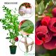 Borówka czerwona Red Berry duże jagody KRZEW 60-90 cm