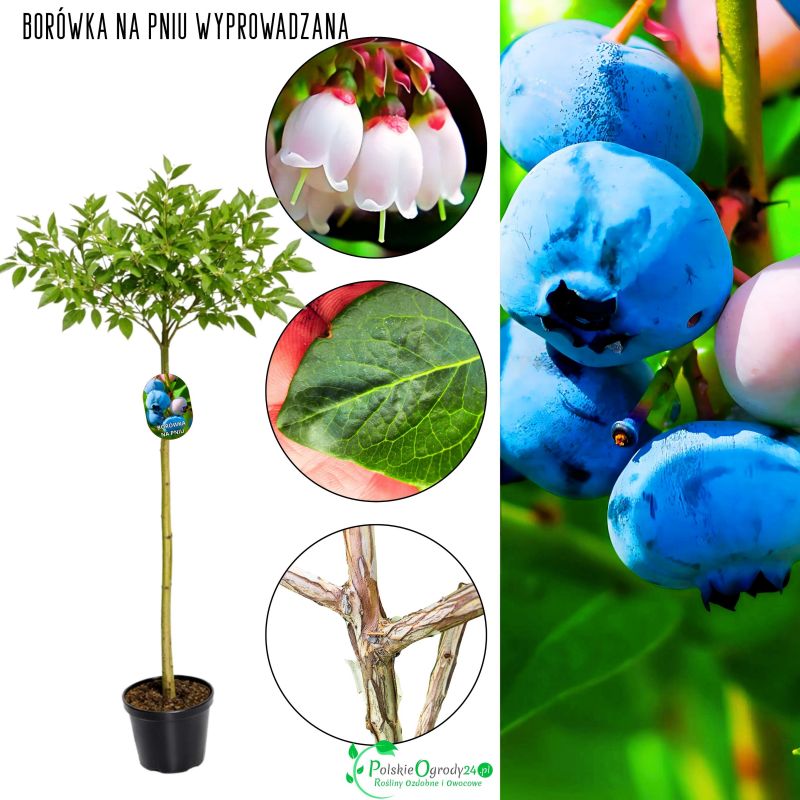 Borówka NA PNIU forma drzewkowa łatwa w uprawie 90-130 cm