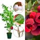 Borówka czerwona Red Berry duże jagody KRZEW 60-90 cm