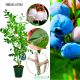 Borówka wysoka amerykańska sadzonki KRZEW 60-90 cm