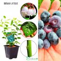 Borówka Lateblue obfite plonowanie KRZEW 30-50 cm