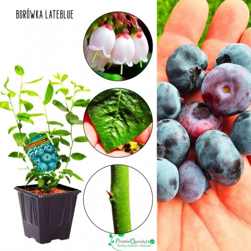 Borówka Lateblue obfite plonowanie KRZEW 30-50 cm