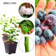 Borówka Lateblue obfite plonowanie KRZEW 30-50 cm