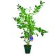 Borówka Bluegold plenna doskonały smak KRZEW 60-90 cm