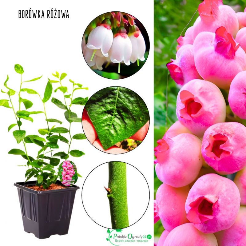 Borówka Różowa wyjątkowy kolor owoców KRZEW 30-50 cm