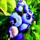 Borówka Blue Essence o dużych owocach KRZEW 60-90 cm