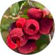 Borówka czerwona Red Berry duże jagody KRZEW 60-90 cm