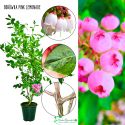 Borówka Pink Lemonade różowe owoce KRZEW 60-90 cm