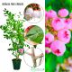 Borówka Pink Lemonade różowe owoce KRZEW 60-90 cm