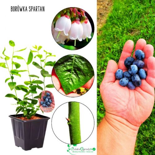 Borówka Spartan słodki deserowy smak KRZEW 30-50 cm