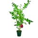 Borówka czerwona Red Berry duże jagody KRZEW 60-90 cm