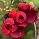 Borówka czerwona Red Berry duże jagody KRZEW 60-90 cm