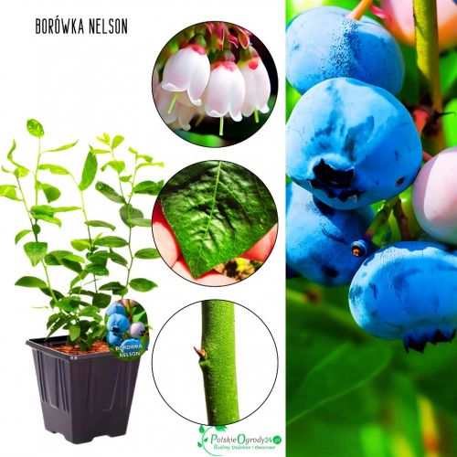 Borówka Nelson późne dojrzewanie KRZEW 30-50 cm