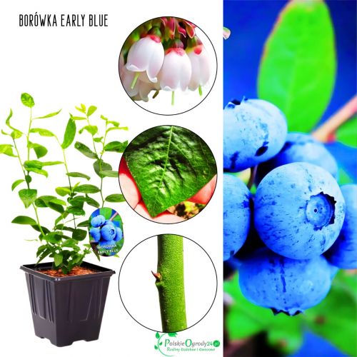 Borówka Early Blue wczesne dojrzewanie KRZEW 30-50 cm