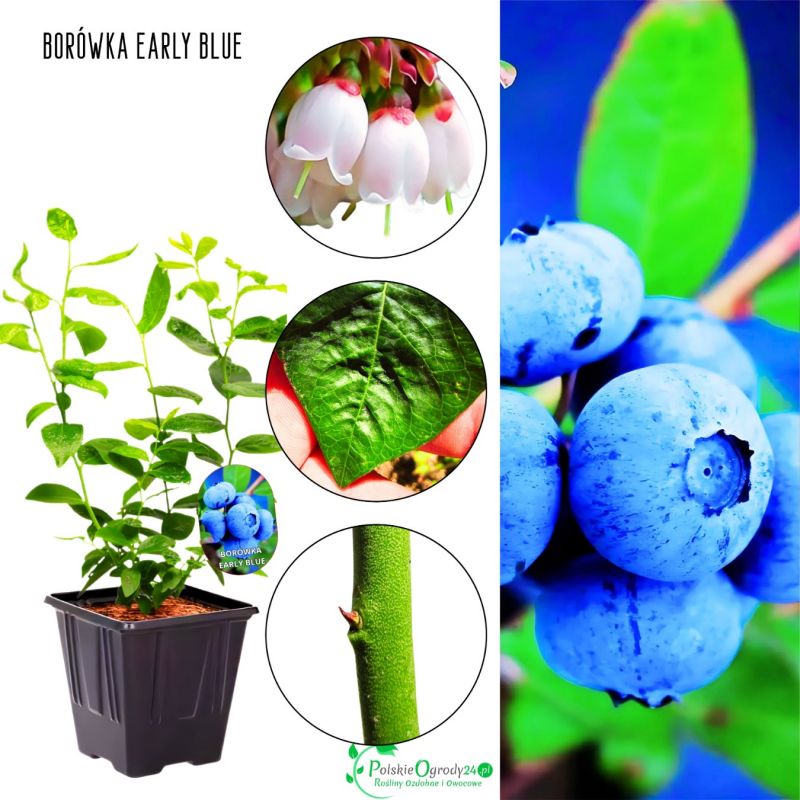 Borówka Early Blue wczesne dojrzewanie KRZEW 30-50 cm