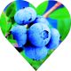 Borówka Early Blue wczesne dojrzewanie KRZEW 30-50 cm
