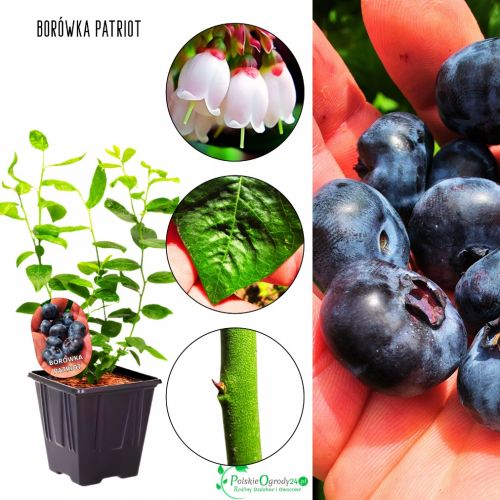 Borówka Patriot amerykańska plenna KRZEW 30-50 cm