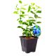 Borówka Early Blue wczesne dojrzewanie KRZEW 30-50 cm