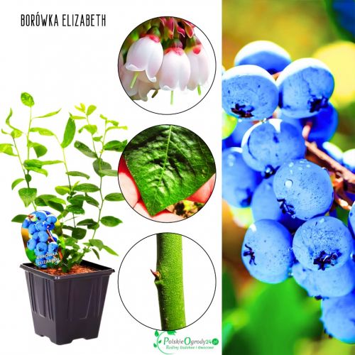 Borówka Elizabeth późna słodkie owoce KRZEW 30-50 cm