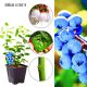 Borówka Elizabeth późna słodkie owoce KRZEW 30-50 cm