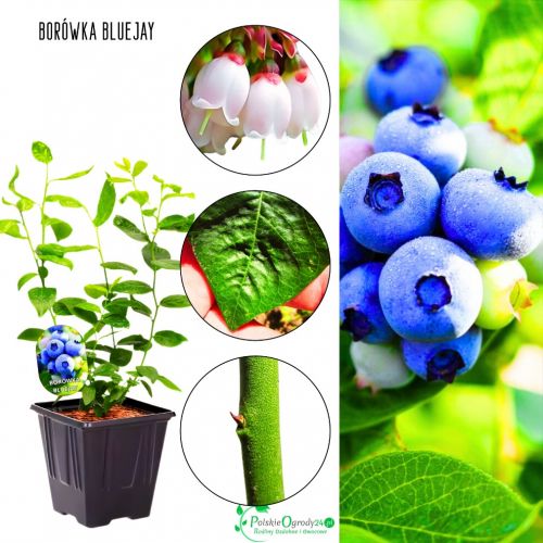 Borówka Bluejay wczesna obfite plony KRZEW 30-50 cm