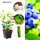 Borówka Bluejay wczesna obfite plony KRZEW 30-50 cm
