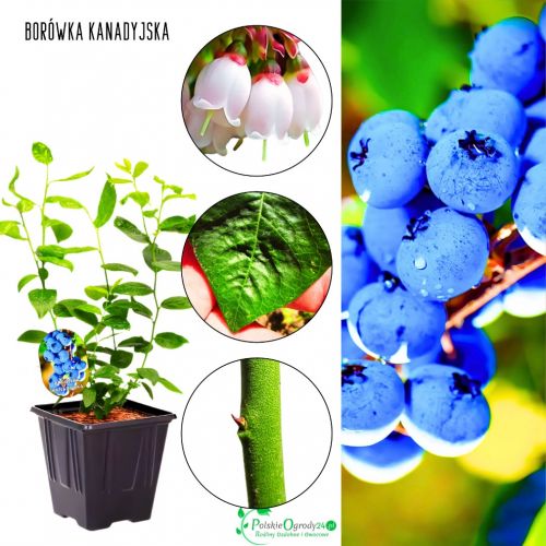 Borówka Kanadyjska mrozoodporna KRZEW 30-50 cm