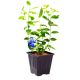 Borówka Bluejay wczesna obfite plony KRZEW 30-50 cm