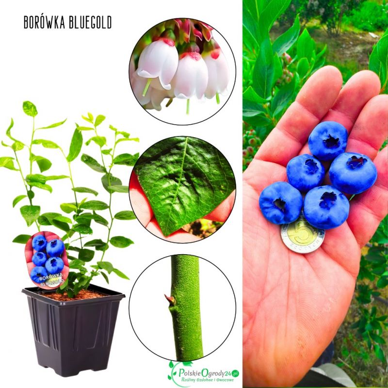 Borówka Bluegold jędrne słodkie owoce KRZEW 30-50 cm
