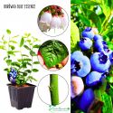 Borówka Blue Essence wysoka odporność KRZEW 30-50 cm