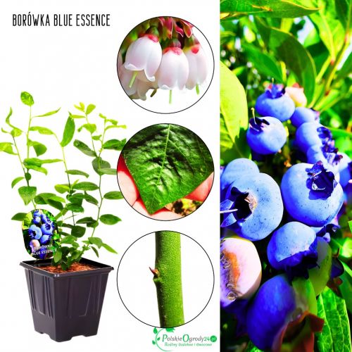 Borówka Blue Essence wysoka odporność KRZEW 30-50 cm