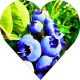 Borówka Blue Essence wysoka odporność KRZEW 30-50 cm