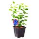 Borówka Bluegold jędrne słodkie owoce KRZEW 30-50 cm