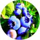Borówka Blue Essence wysoka odporność KRZEW 30-50 cm