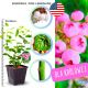 Borówka Pink Lemonade różowe słodkie owoce KRZEW 30-50 cm