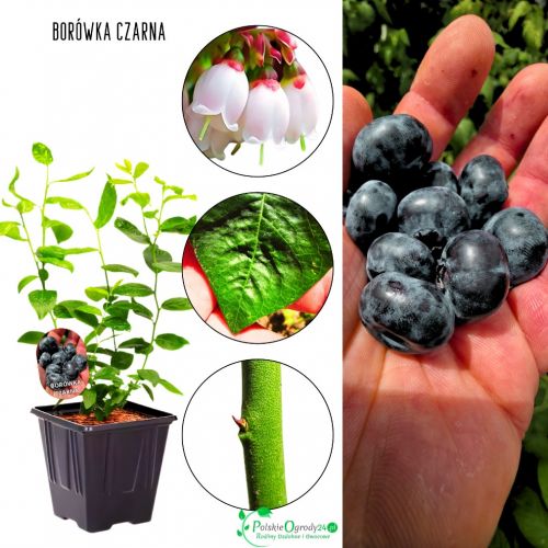 Borówka Czarna intensywny aromat owoców KRZEW 30-50 cm