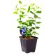 Borówka Blue Essence wysoka odporność KRZEW 30-50 cm