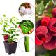 Borówka czerwona Red Berry łatwa w uprawie KRZEW 30-50 cm
