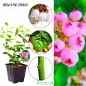 Borówka Pink Lemonade różowe słodkie owoce KRZEW 30-50 cm