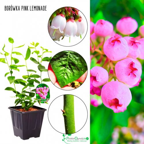 Borówka Pink Lemonade różowe słodkie owoce KRZEW 30-50 cm