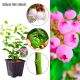 Borówka Pink Lemonade różowe słodkie owoce KRZEW 30-50 cm