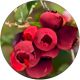 Borówka czerwona Red Berry łatwa w uprawie KRZEW 30-50 cm