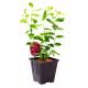 Borówka czerwona Red Berry łatwa w uprawie KRZEW 30-50 cm