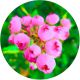 Borówka Pink Lemonade różowe słodkie owoce KRZEW 30-50 cm