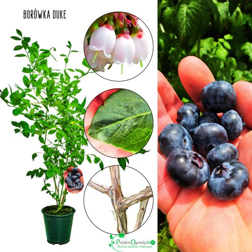 Borówka Duke wczesna odmiana do ogrodu KRZEW 60-90 cm