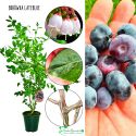 Borówka Lateblue słodka deserowa KRZEW 60-90 cm