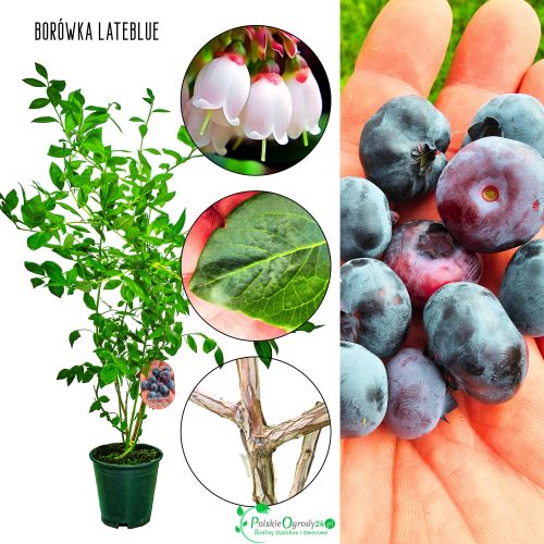 Borówka Lateblue słodka deserowa KRZEW 60-90 cm