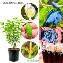 Jagoda Kamczacka Aurora sadzonki KRZEW 15-25 cm