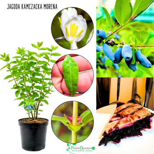 Jagoda Kamczacka Morena słodko kwaśny smak KRZEW 15-25 cm