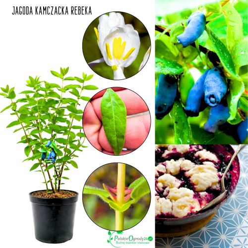 Jagoda Kamczacka Rebeka duże jędrne owoce KRZEW 15-25 cm